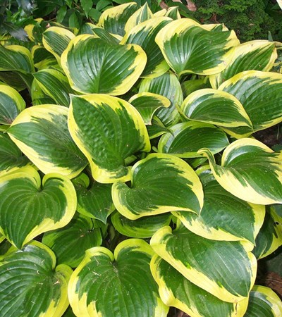 Hosta Queen Josephine